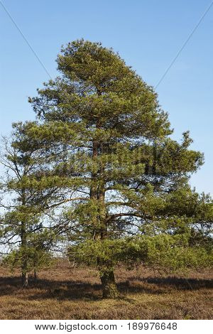 Conifers Into Heathland In Spring