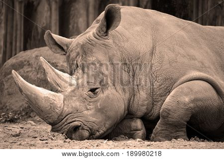 Rhinoceros also known as rhino, is a group of five extant species of odd-toed ungulates in the family Rhinocerotidae. Two of these species are native to Africa and three to southern Asia.