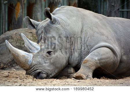 Rhinoceros also known as rhino, is a group of five extant species of odd-toed ungulates in the family Rhinocerotidae. Two of these species are native to Africa and three to southern Asia.
