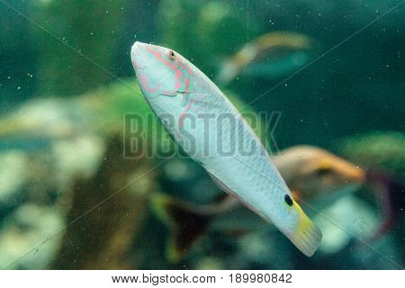 Moon Wrasse Fish Thalassoma Lunare