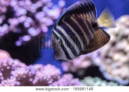 Sailfin Tang Zebrasoma Veliferum
