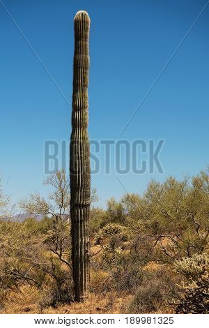 Strong tall healthy and armless Saguaro Cactus at Phoenix Sonoran Preserve Arizona USA