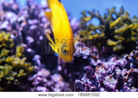 Yellow Three Spot Angelfish Apolemichthys Trimaculatus