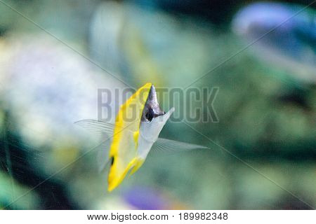 Yellow Longnose Butterflyfish Forcipiger Flavissimus
