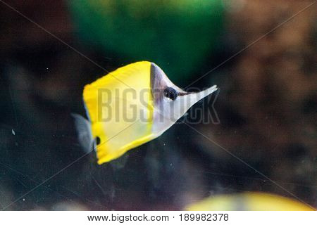 Yellow Longnose Butterflyfish Forcipiger Flavissimus