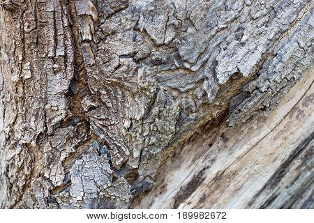 Close Up Big Tree Bark Texture Background,natural Background