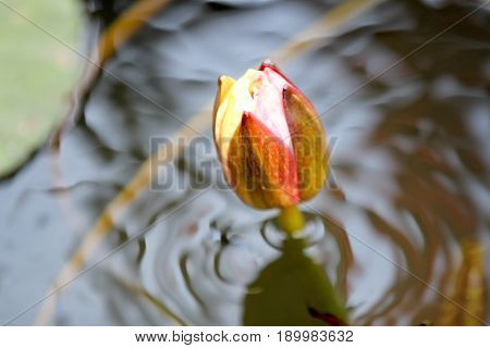 Image of two tone yellow - red waterlily