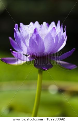 Closeup blooming blue Australian Giant waterlily or giant lotus