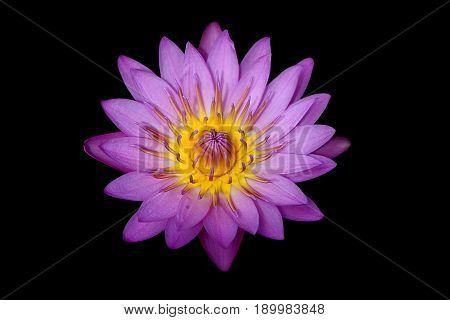 Closeup blooming waterlily or lotus flower isolated in black background.