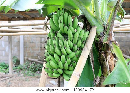 Banana Tree With A Bunch Growing In  Organic Farm,  In The North Of Thailand. The One Of The Famous
