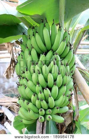 Banana Tree With A Bunch Growing In  Organic Farm,  In The North Of Thailand. The One Of The Famous