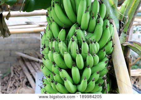 Banana Tree With A Bunch Growing In  Organic Farm,  In The North Of Thailand. The One Of The Famous