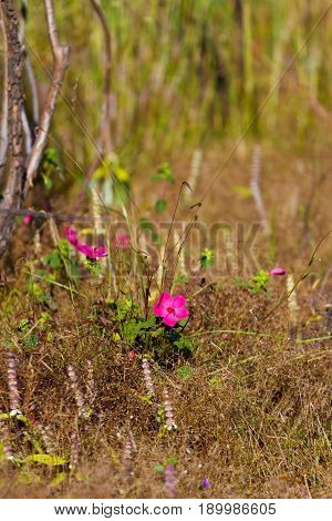 Pavonia rigida (Wall. ex Mast.) Hochr. Malvaceae.flowe bokeh dry tree at Mukdahan Nation Park Thailand