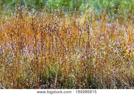 Eriocaulon smitinandii Mold.flower mix with dry grass in the Mukdahan Nation Park Thailand.