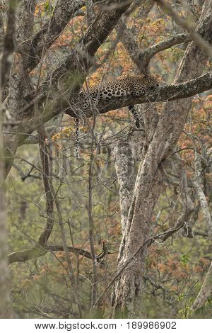 Leopard Resting on Top of Tree in Kabini