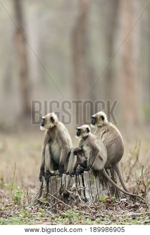 Langoor Sitting on a Cut Tree Looking into Forest