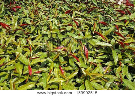 close up picara tree in nature garden