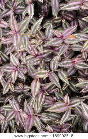 fresh tradescantia zebrina plant in nature garden
