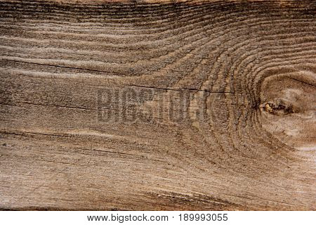 oak tree texture bacground close up textured