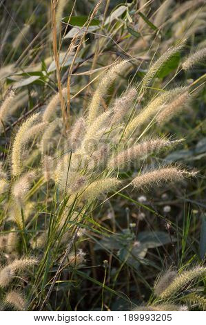 beautiful pennisetum pedicellatum flower in nature garden