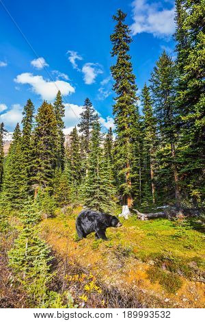 Huge black bear left edge of the forest. Waterlogged valley in the Canadian Rockies. The concept of an active and eco-tourism