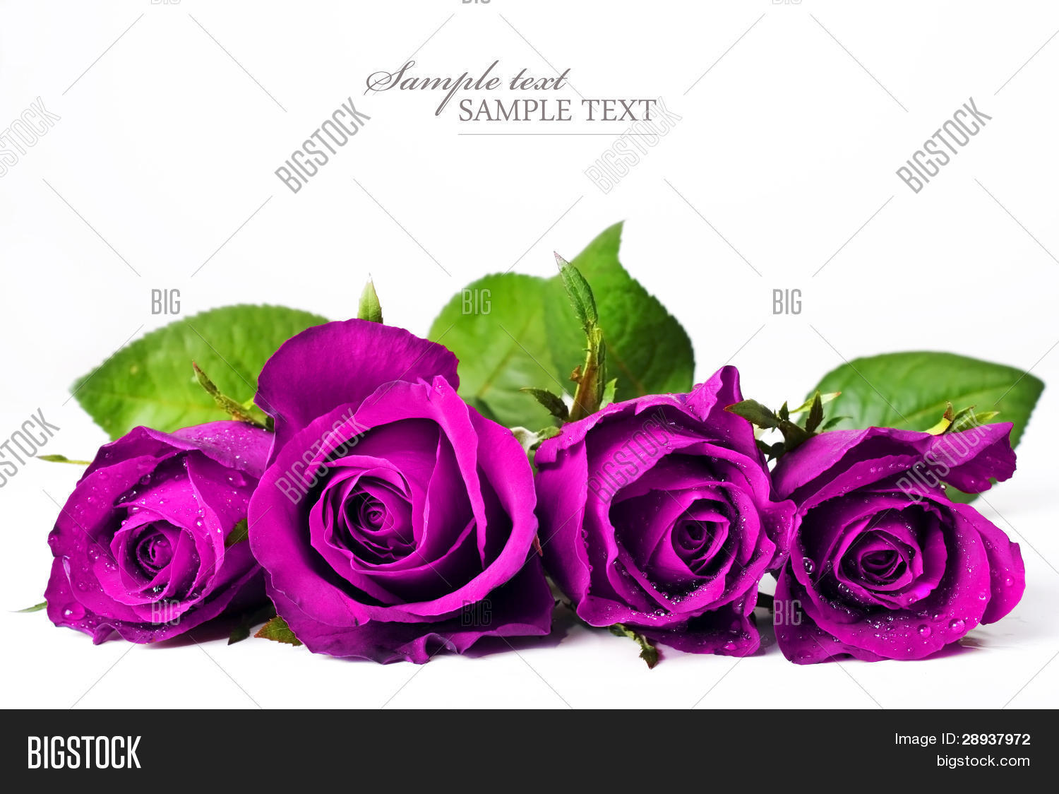4 Beautiful Roses Four Bright Pink Roses Image & Photo (Free Trial) | Bigstock