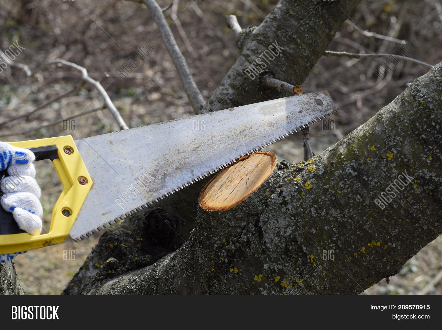 Cutting Tree Branch Image & Photo (Free Trial) Bigstock