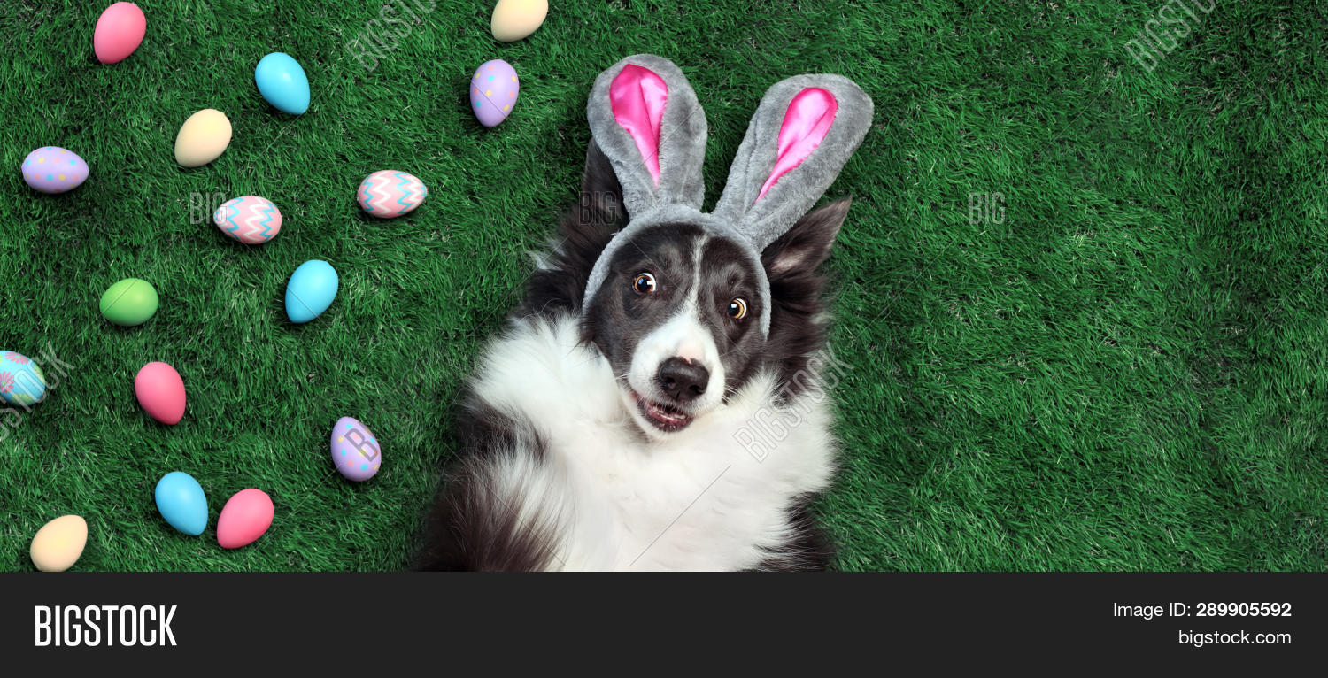 Hy Dog Bunny Ears Image Photo Free Trial Stock Hy Dog Bunny Ears Image Photo