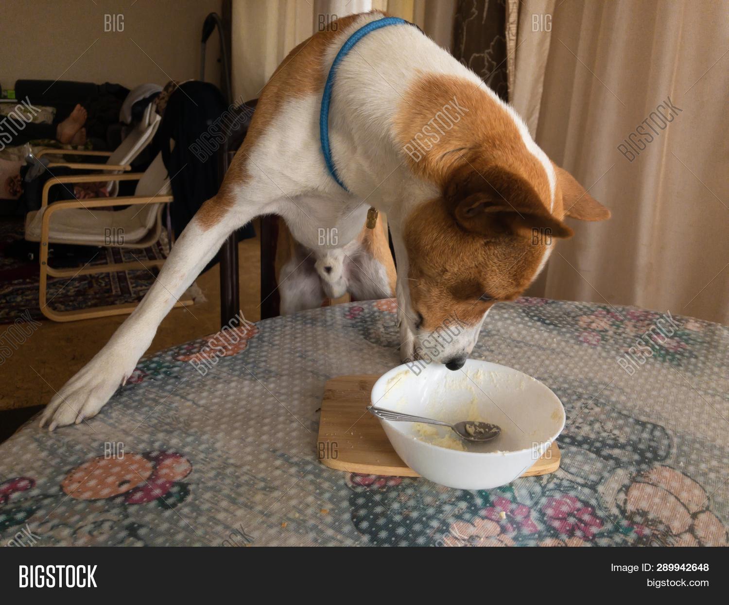 Hungry Basenji Image Photo Free Trial Bigstock