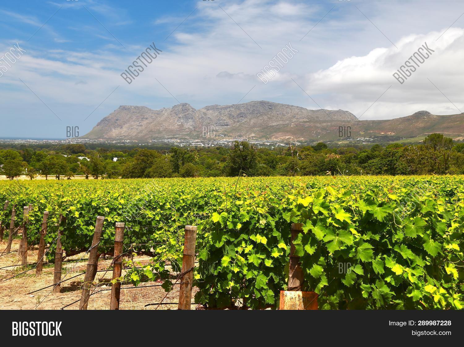 Wine Farms Cape Town Image & Photo (Free Trial) Bigstock