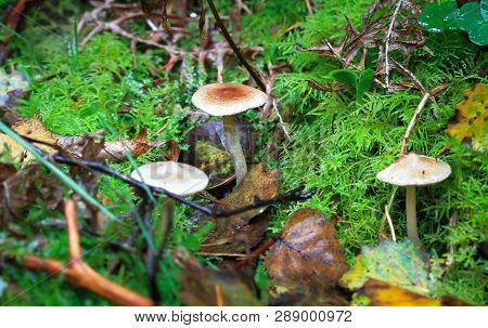 Wild Mushrooms Growing In Nesscliffe, Shropshire, England.