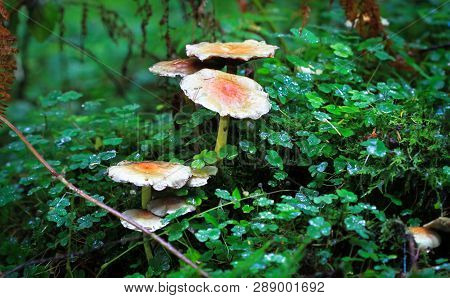 A Group Of Sulfur Tuft Mushrooms (hypholoma Fasciculare) In Nesscliffe, Shropshire, England.