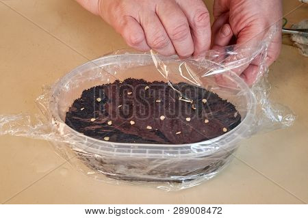 Woman Covers A White Plastic Box With Cellophane Wrap With Planted Seeds Of Plants And Flowers To Cr