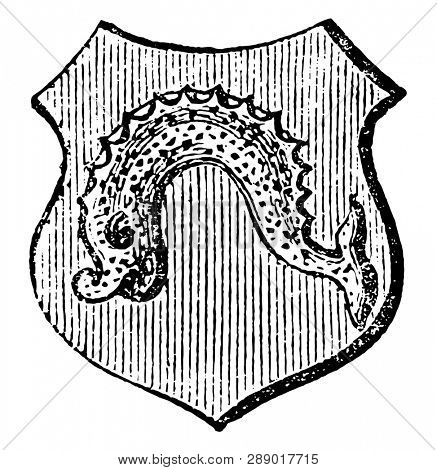 Dolphin Embowed is a dolphin naiant embowed, vintage line drawing or engraving illustration.