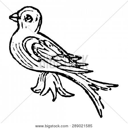 Martlet Difference used by armorists at the present time are nine in number, vintage line drawing or engraving illustration.