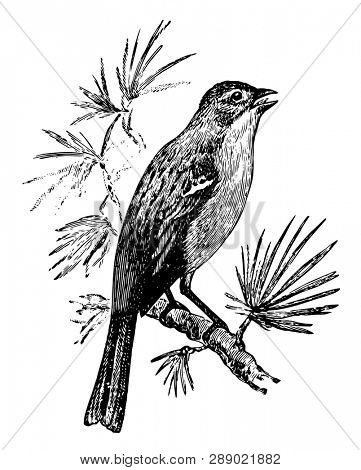 Field Sparrow Singing is a songbird in the Emberizidae family of American sparrows, vintage line drawing or engraving illustration.