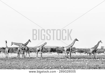 Six Giraffes And A Herd Of Burchells Zebras At The Rateldraf Waterhole In North-western Namibia. Mon