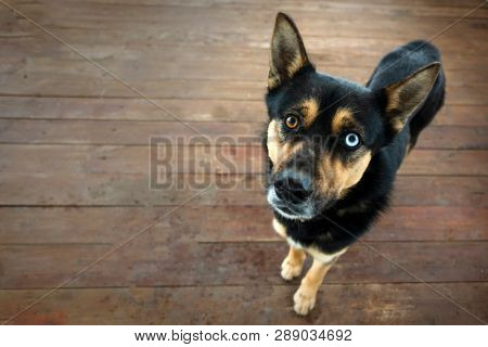 shepherd dog heterochromia portrait on background of wood deck with copy space.