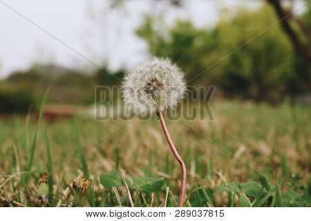 Dandelion In The Grass. Nature Picture. Start Point