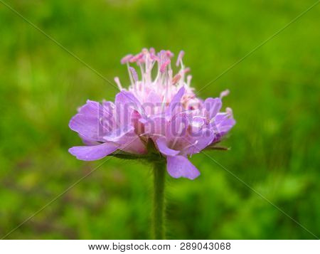 Beautiful Lonely Bright Lilac Purple Pink Field Meadow Flower On A Light Green Background Of Lush Gr