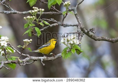 A Blue-winged Warbler Glows Golden Yellow Against The White Blooming Blossoms Of An Apple Tree.