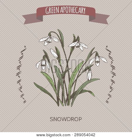 Galanthus Nivalis Aka Snowdrop Color Sketch. Green Apothecary Series.