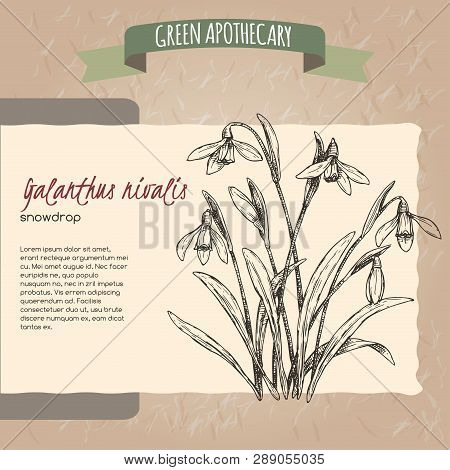 Galanthus Nivalis Aka Snowdrop Sketch. Green Apothecary Series.