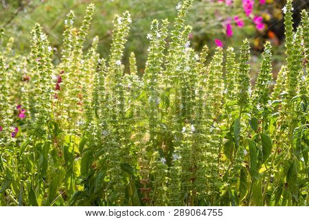 Tibetan Lofant Or Agastasis Wrinkled. Garden Decoration And Medical Herb Plant