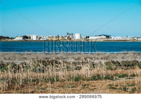 Flock Of Birds Pink Flamingo Walking On The Blue Salt Lake Of Cyprus In The City Of Larnaca