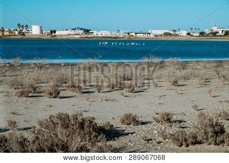 Flock Of Birds Pink Flamingo Walking On The Blue Salt Lake Of Cyprus In The City Of Larnaca