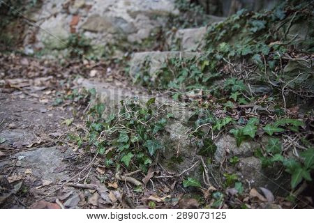 Abandoned Stairs Overgrown With Poison Ivy In An Abandoned Village Slapnik In Region Goriška Brda, S