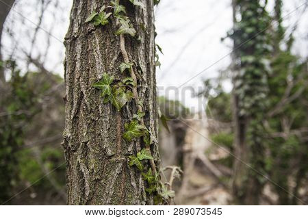 A Tree Trunk Overgrown With Poison Ivy
