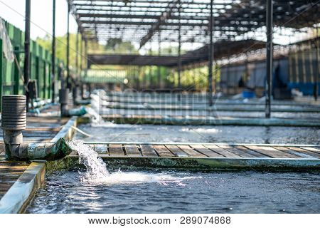 Water Flow From The Water Pump Pipe.water Gushing Out Of The Blue Pipe From Koi Pond Carp Fish Farm 