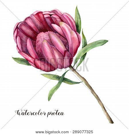Watercolor Queen Protea. Hand Painted Pink Flower With Leaves And Branch Isolated On White Backgroun
